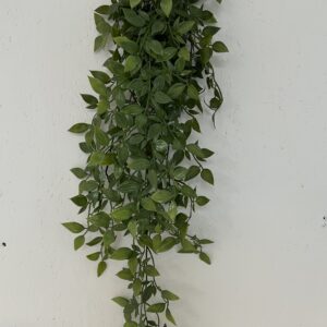 Hoya småbladet l 80 cm