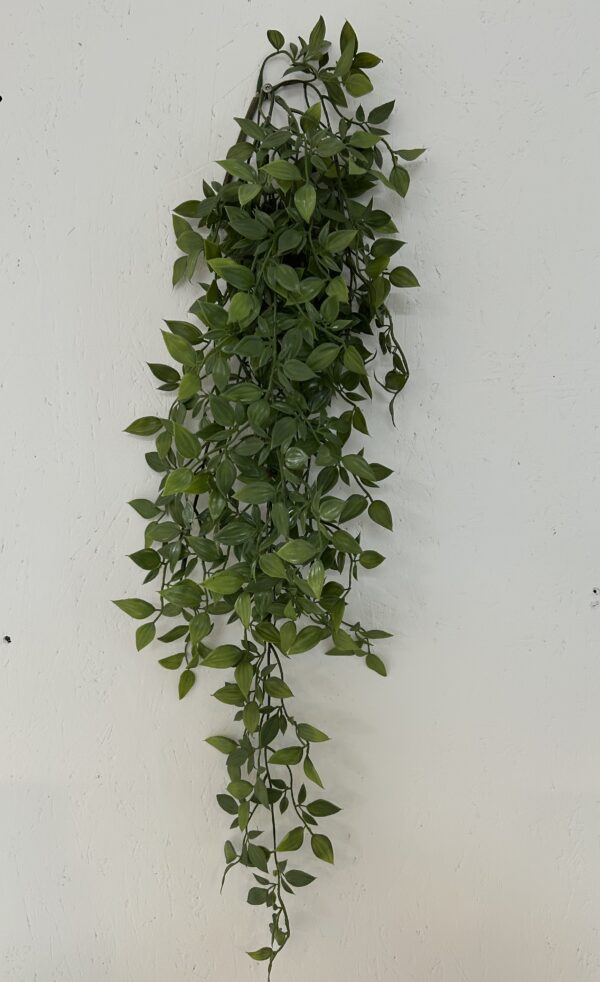 Hoya småbladet l 80 cm