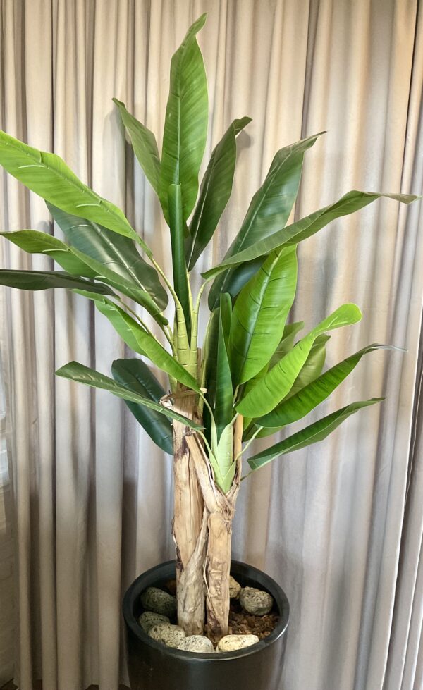 Banan palme h 150 cm - Billede 2