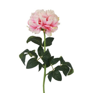 Peony rosa h 70 cm