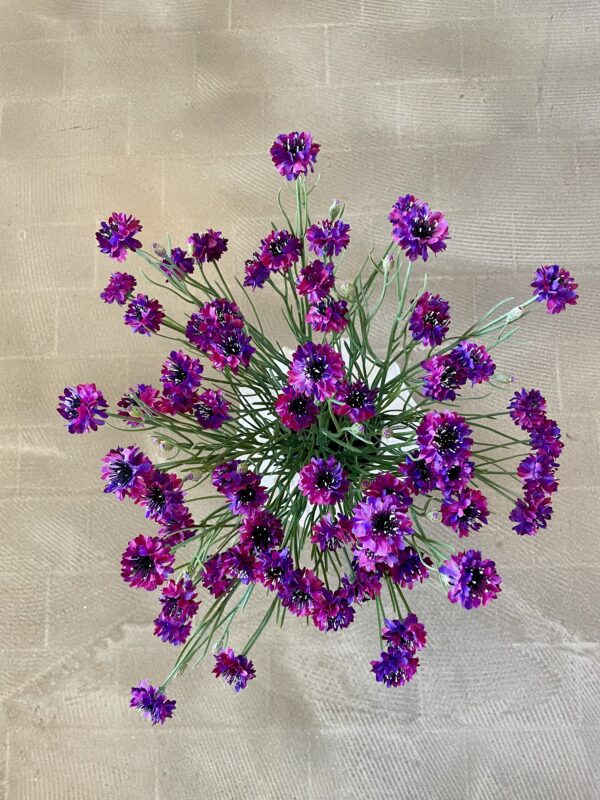 Kornblomst buket purple h 66 cm - Image 6