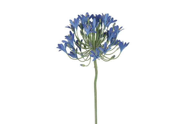 Agapanthus blå h 90 cm