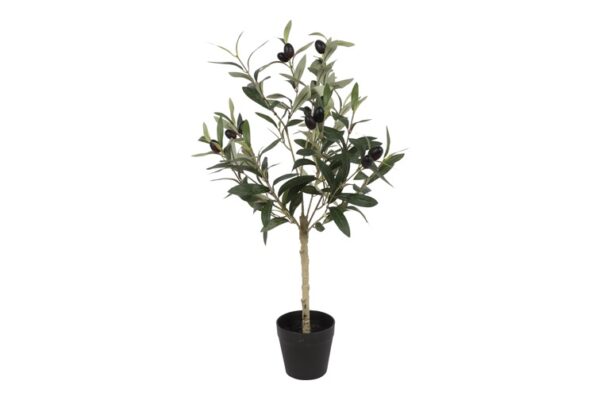 Oliventræ i potte h 65 cm