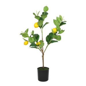 Citrontræ i potte h 61 cm