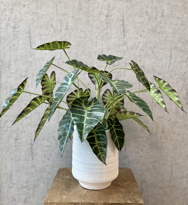 Alocasia plante grøn i potte h 68 cm - Image 2
