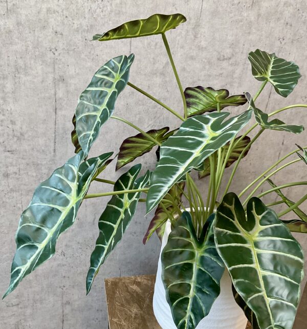 Alocasia plante grøn i potte h 68 cm - Image 3