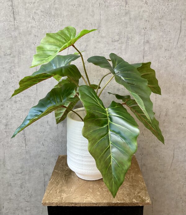 Taro plante grøn i potte h 66 cm - Image 3