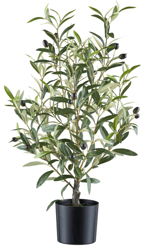 Oliventræ h 70 cm