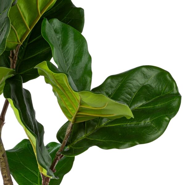 Violinfigen ficus lyrata h 80 cm i potte - Image 2