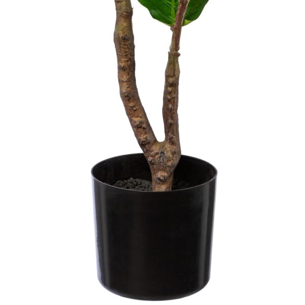 Violinfigen ficus lyrata h 80 cm i potte - Image 3