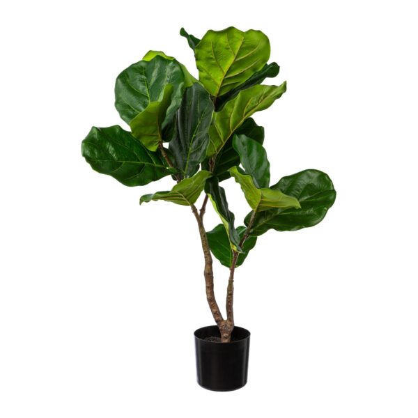 Violinfigen ficus lyrata h 80 cm i potte