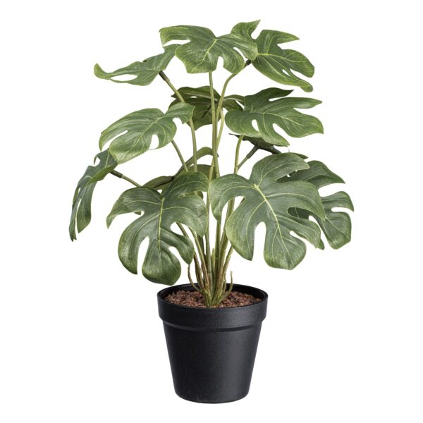 Splitphilodendron h 38 cm i potte