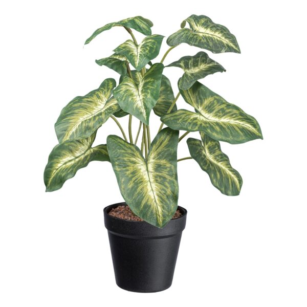 Syngonium pixie grøn/creme h 38 cm i potte