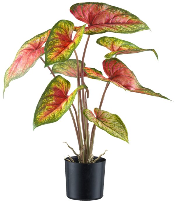 Caladium lys grøn/rød h 55 cm i potte