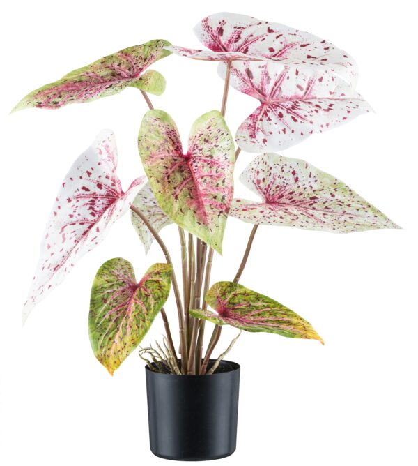 Caladium lys grøn/rosa h 55 cm i potte