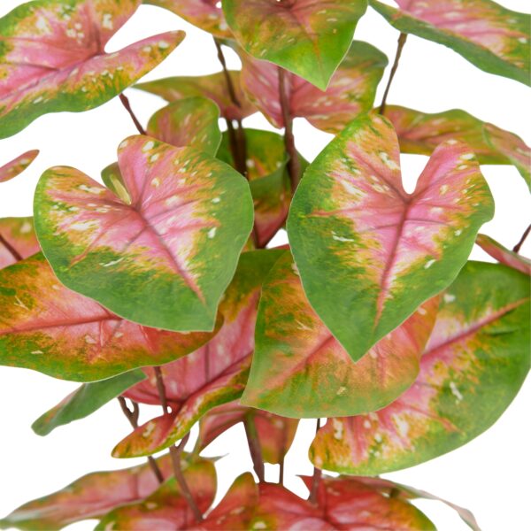Caladium grøn/rosa h 40 cm i potte - Image 2