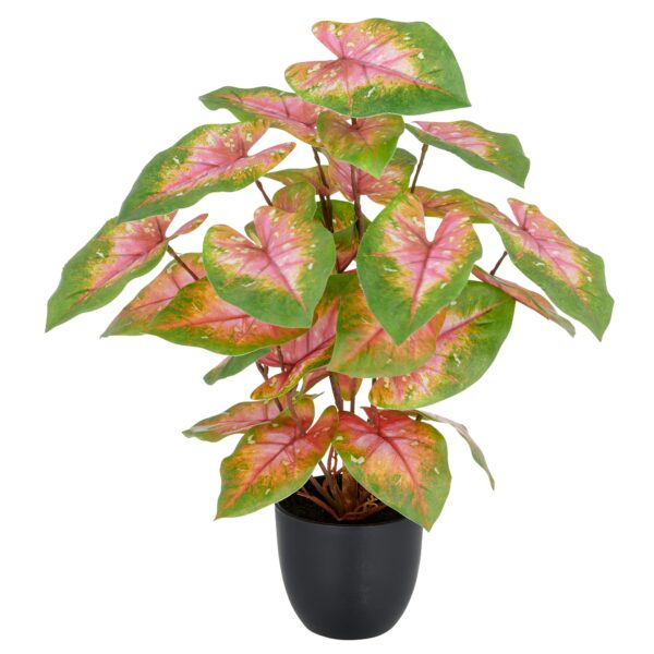Caladium grøn/rosa h 40 cm i potte