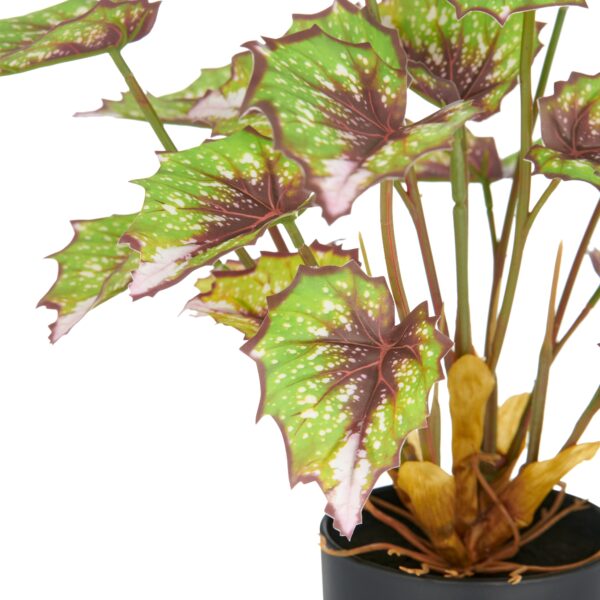Begonia silver queen h 30 cm i potte - Image 2