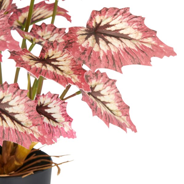 Begonia red tango h 30 cm i potte - Image 2