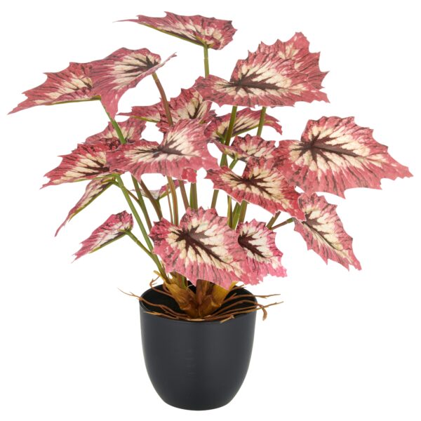 Begonia red tango h 30 cm i potte