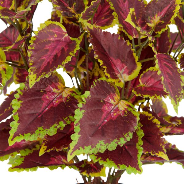 Coleus Kong red h 40 cm i potte - Image 2