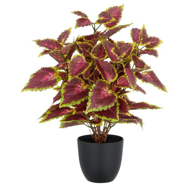 Coleus Kong red h 40 cm i potte