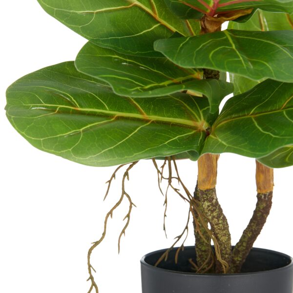 Violinfigen ficus lyrata h 34 cm i potte - Image 2