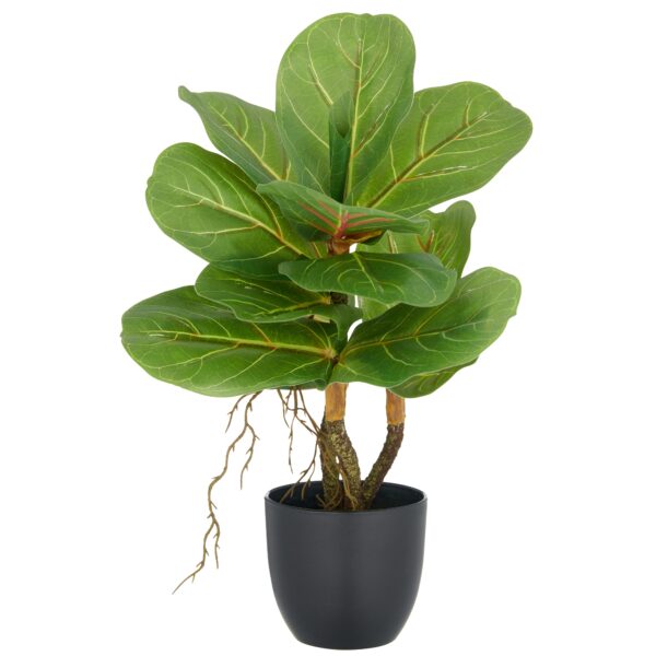 Violinfigen ficus lyrata h 34 cm i potte