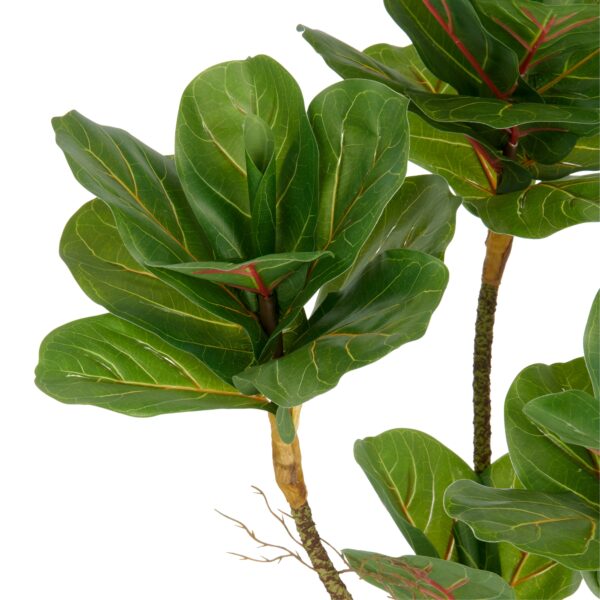 Violinfigen ficus lyrata h 65 cm i potte - Image 2