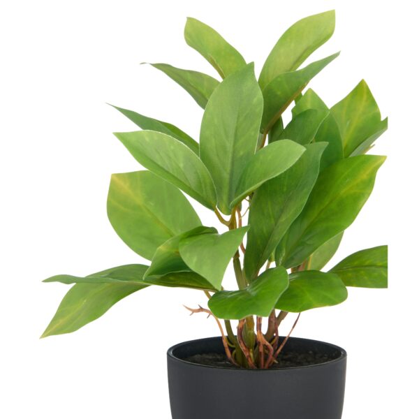 Epipremnum h 24 cm i potte - Image 2