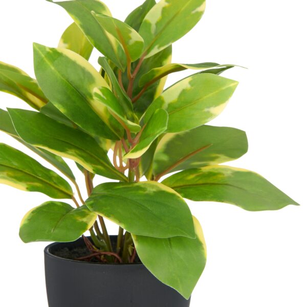 Epipremnum aureum h 24 cm i potte - Image 2