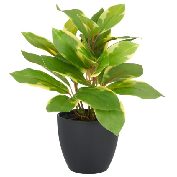 Epipremnum aureum h 24 cm i potte
