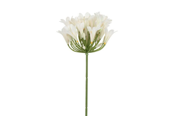 Agapanthus hvid h 74