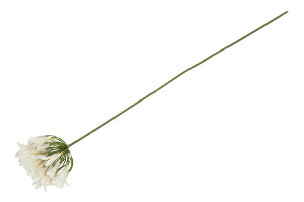 Agapanthus hvid h 74 - Image 2