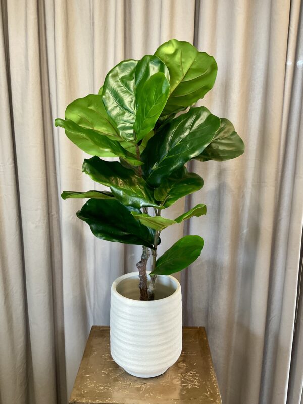 Violinfigen ficus lyrata h 80 cm i potte - Billede 4