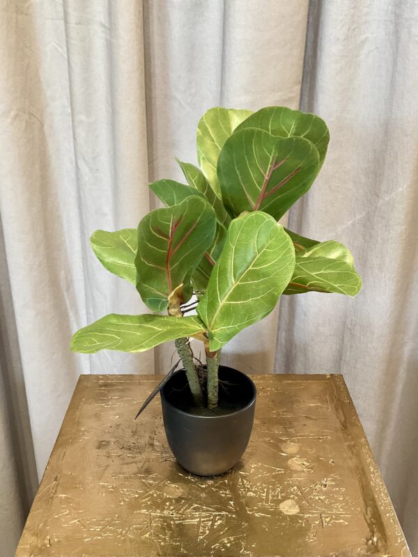 Violinfigen ficus lyrata h 34 cm i potte - Billede 3