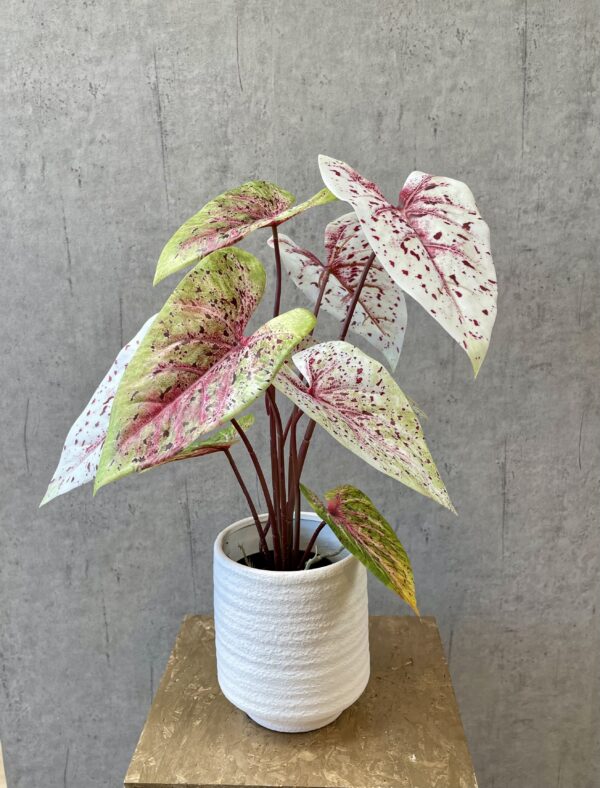 Caladium lys grøn/rosa h 55 cm i potte - Image 2