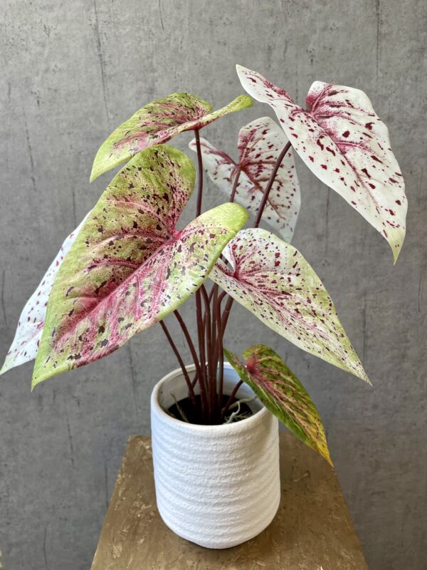 Caladium lys grøn/rosa h 55 cm i potte - Image 3