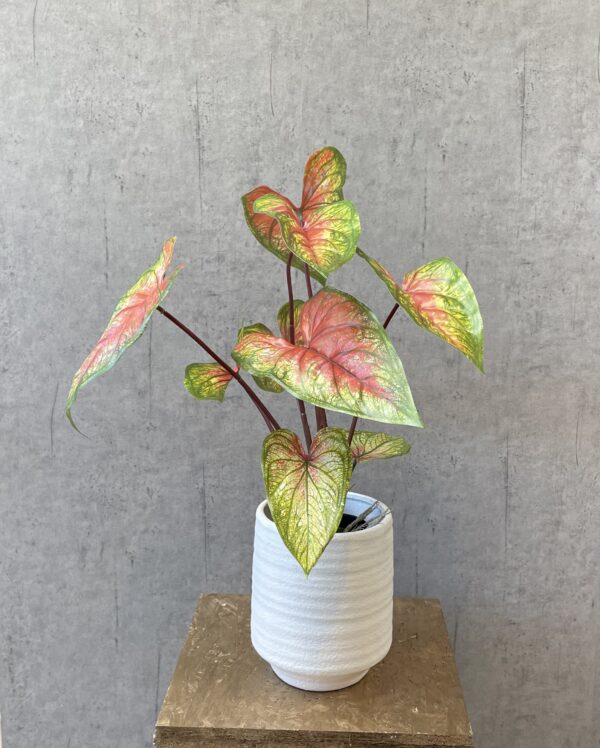 Caladium lys grøn/rød h 55 cm i potte - Image 2
