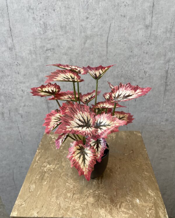 Begonia red tango h 30 cm i potte - Image 3