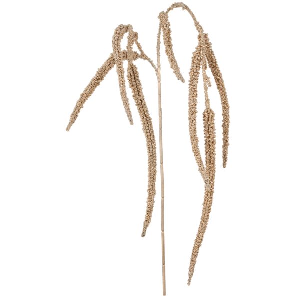 Amaranthus Champagne h 96 cm