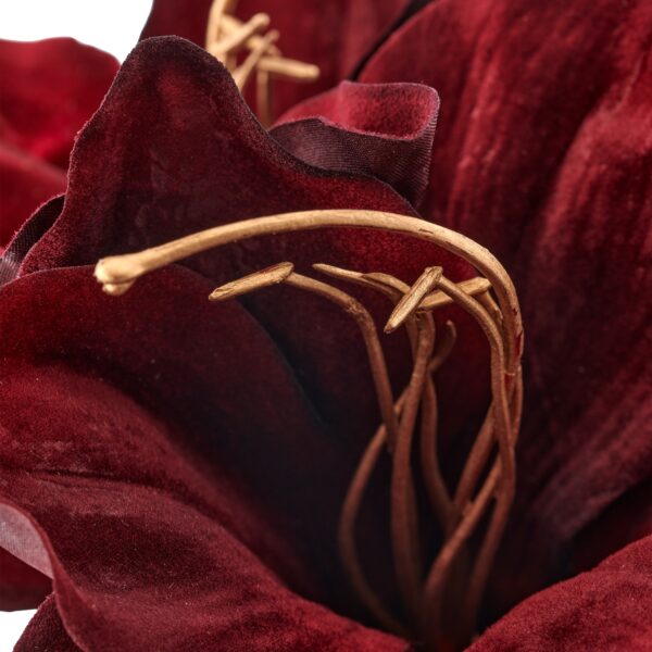 Amaryllis Bordeaux h 50 cm - Image 2