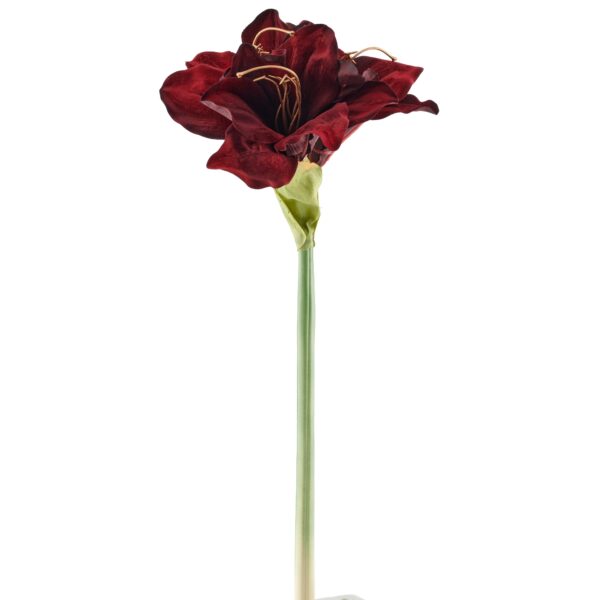 Amaryllis Bordeaux h 50 cm