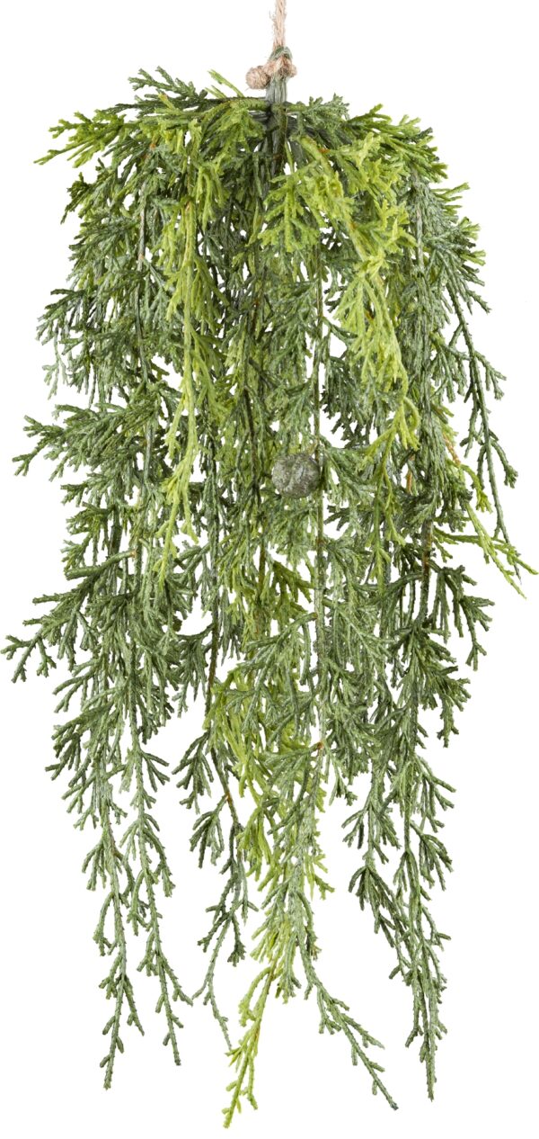 Cypress hænge grøn h 40 cm