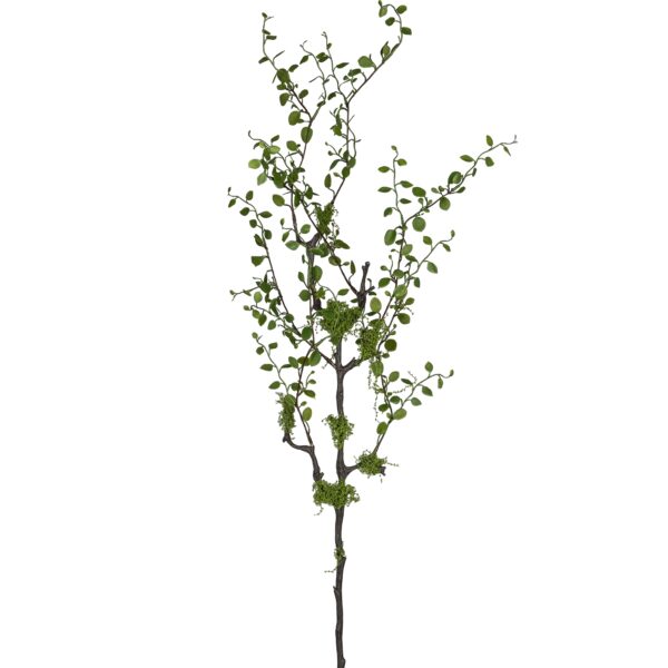 Muhlenbeckia pletter i luften h 76 cm