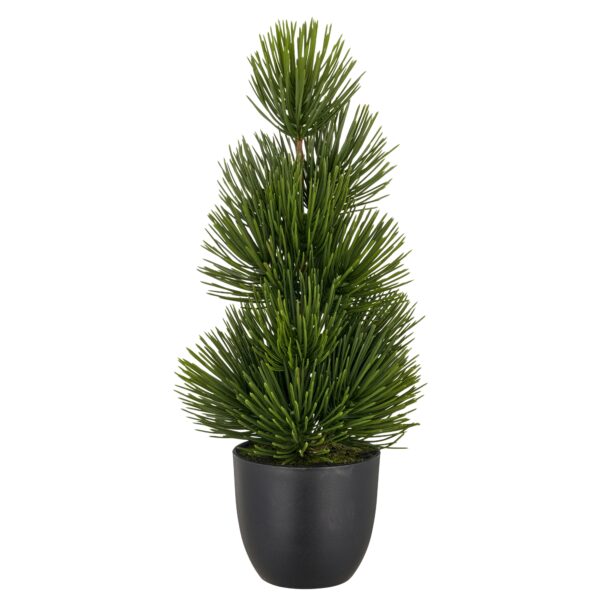 Fyrretræ i potte h 36 cm