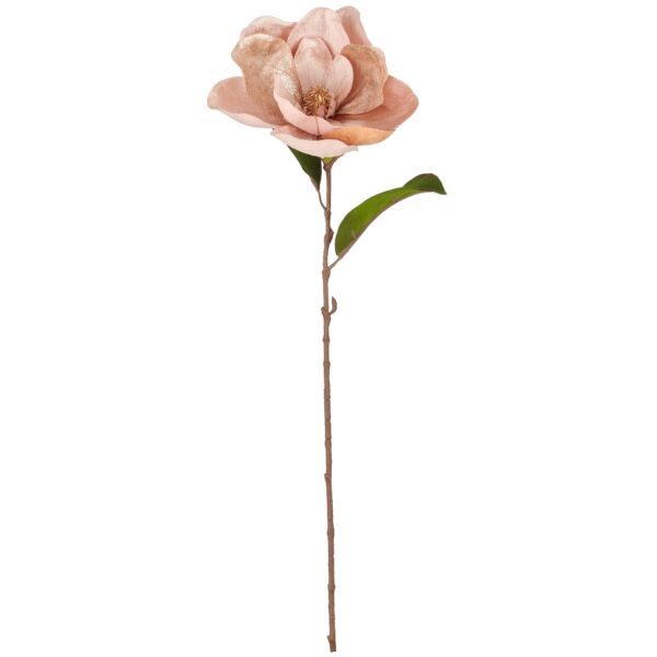 Magnolia champagne h 76 cm