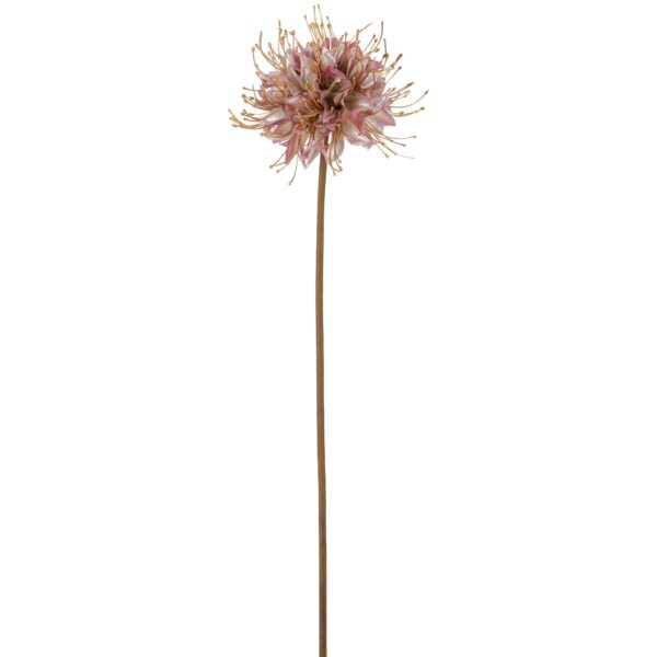 Monarda purple/guld h 90 cm