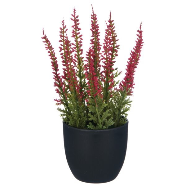 Lyng i potte h 17 cm
