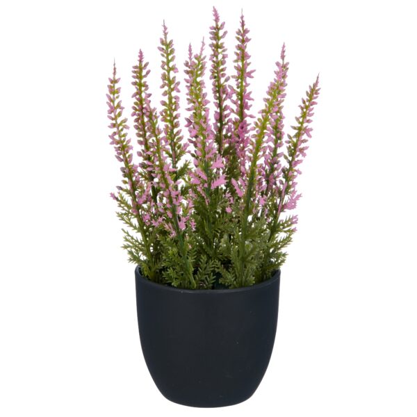 Lyng rosa i potte h 17 cm